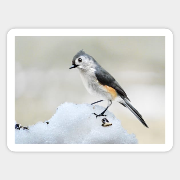 Tufted Titmouse in Winter... Sticker by LaurieMinor